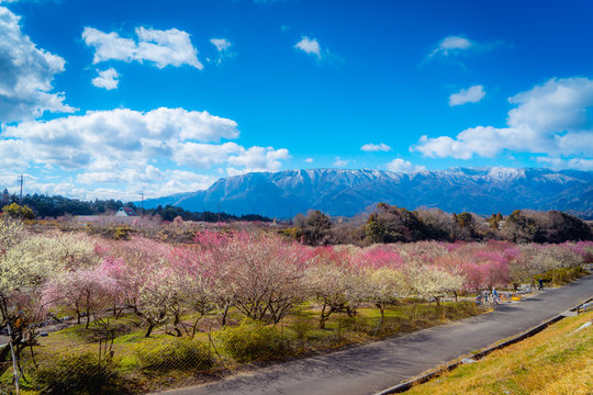 Plum Garden, Mie, Japan