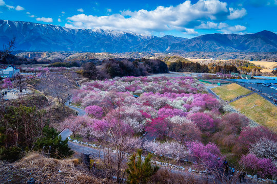 Plum Garden, Mie, Japan