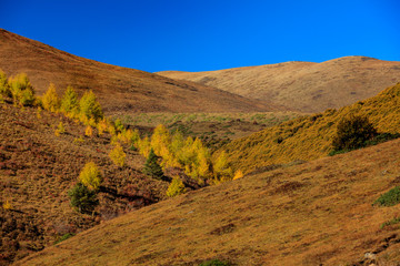 Fall Autumn Colors, Trees, Colorful Yellow, Orange and Green Leaves, Colorful Forest. Beautiful assortment of trees with different colors on side of large mountain. Layers of trees, background graphic