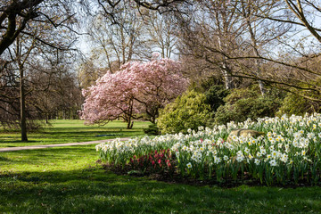 Blühende Magnolie im Jubiläumshain in Duisburg
