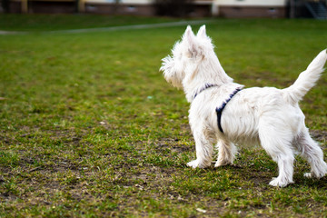 West highland white terrier in a spring lawn. Dog is interested something in the distance