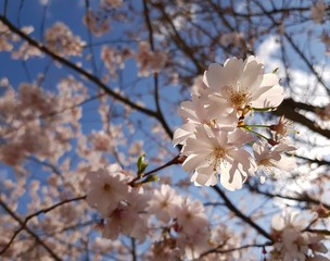 White tree flowers against the branches and blue sky