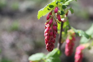 Ribes - the flowering currant
