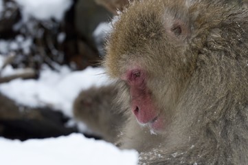 Close-up of Snow Monkey