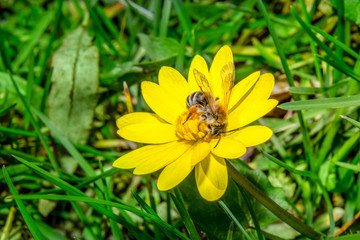 This bee feeding and collecting pollen is so important. We seldomly realize how much we depend on the life and existence of insect, especially bees.