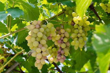 Fototapeta premium Ripe grapes hung on vineyards of grape trees. Grape harvest. Autumn and harvest. Selective focus.