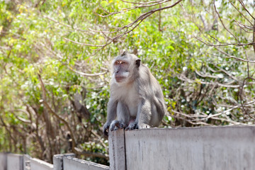 Monkey sitting on the fence in the street.