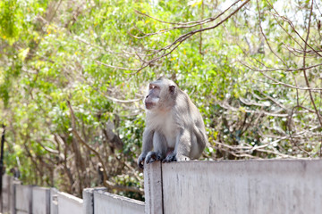 Monkey sitting on the fence in the street.