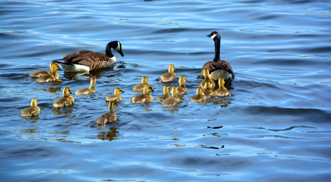 Canada Goose Images Browse 35 Stock Photos Vectors and Video Adobe Stock