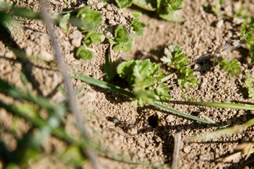 Fourmis