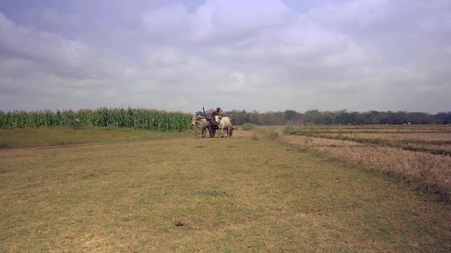 panning shot of a farmer driving an ox cart carrying harvested tobacco leaves on a rural path