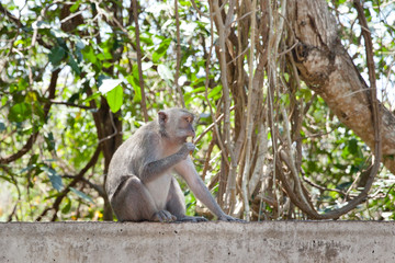 Monkey sitting on the fence eating fruit.