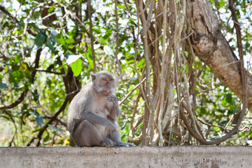 Monkey sitting on the fence eating fruit.