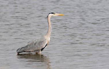A Grey Heron wading through a lake 