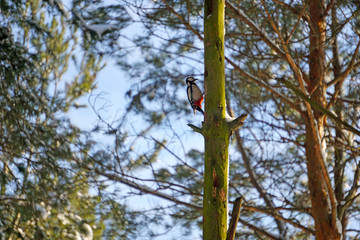 Great Spotted Woodpecker hammering an old pine in the forest
