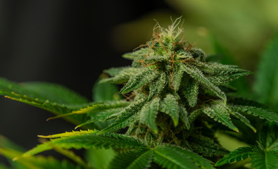 Afghan kush special variety of marijuana flower with aged blooms