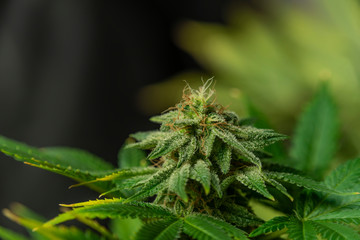 Afghan kush special variety of marijuana flower with aged blooms