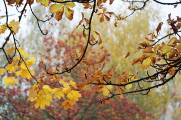 Autumn leaves of maples in a city park. Brest, Belarus
