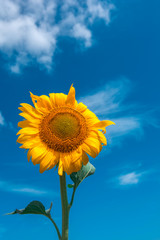 Obraz premium sunflower summer flower close-up, against a background of clouds.