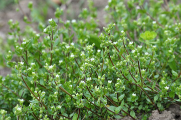 In the field in the soil grows Stellaria media