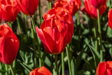 Gorgeous bright red tulips in springtime, Southern California