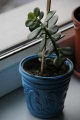 Money tree on the windowsill in a pot