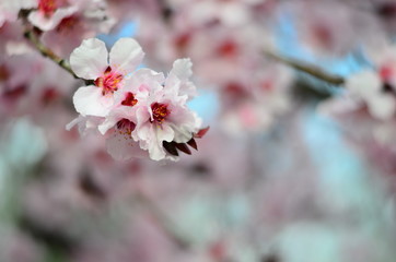 One cherry blossom branch in focus