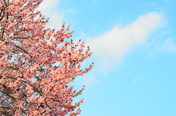 Cherry blossom tree on cloudy blue sky background
