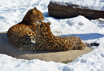 Amur leopard is a leopard subspecies native to the Primorye region of southeastern Russia and the...