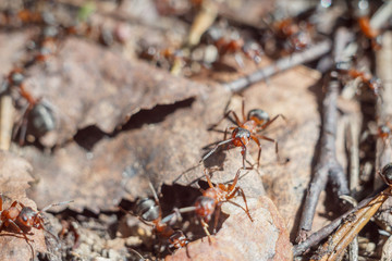 funny group of ants close up portrait working day of their life and relationships in a team on a bright sunny day. soft focus and copy space