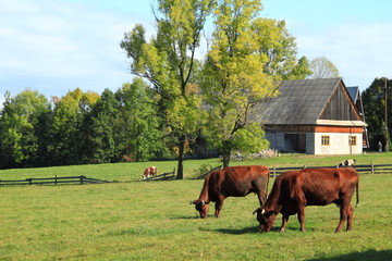 Wieś © kruffka