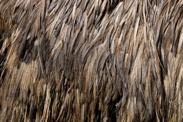 View of Australian Emu (Dromaius novaehollandiae) feathers