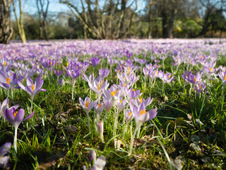Beautiful meadow with purple crocuses