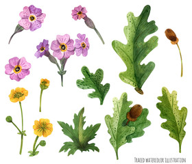 Watercolor plants of Scotland