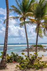 Fototapeta premium PLAGE DE LA CARAVELLE GUADELOUPE
