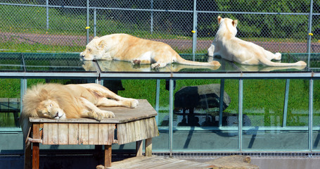 White lion is a rare color mutation of the lion. Until 2009 when the first pride of white lions was...