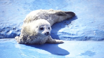 おたる水族館の人気者 © kat334