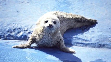 おたる水族館の人気者 © kat334