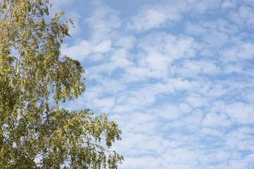 небо береза