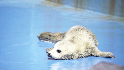 おたる水族館の人気者 © kat334