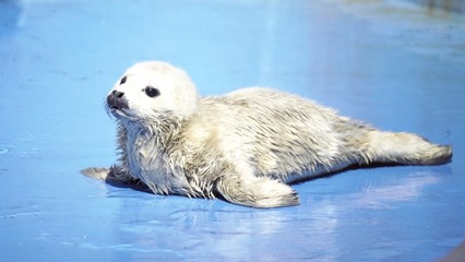 おたる水族館の人気者 © kat334