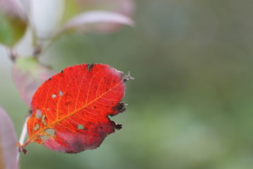 листок небо