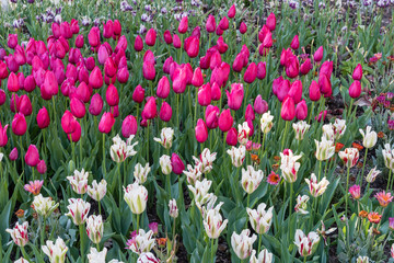 Gorgeous white, red and green striped tulips and bright purple tulips in springtime, Southern California