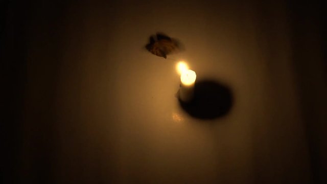 butterfly flying around candle