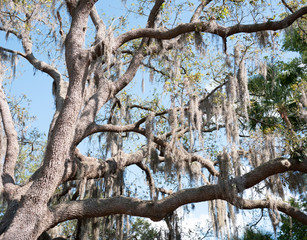 Fototapeta na wymiar winter tree in Florida 