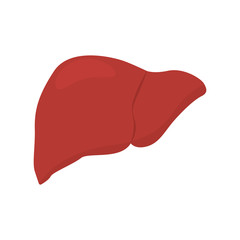 Abstract human liver