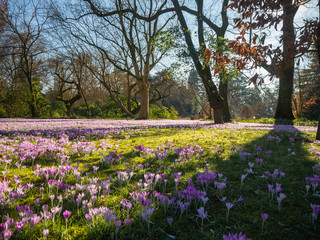 Beautiful meadow with purple crocuses