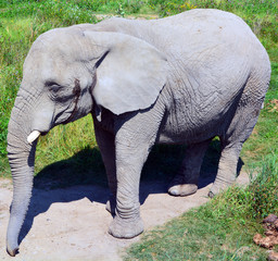 African elephants are elephants of the genus Loxodonta. The genus consists of two extant species:...