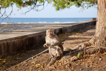 Wild monkey sitting and eating fruit.