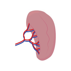 Abstract human kidney